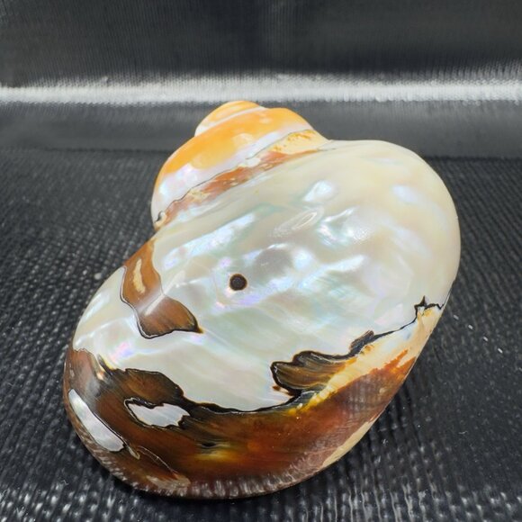 Natural Abalone Shell Iridescent Smooth African Turban Seashell Turbo Sarmaticus - Picture 12 of 13